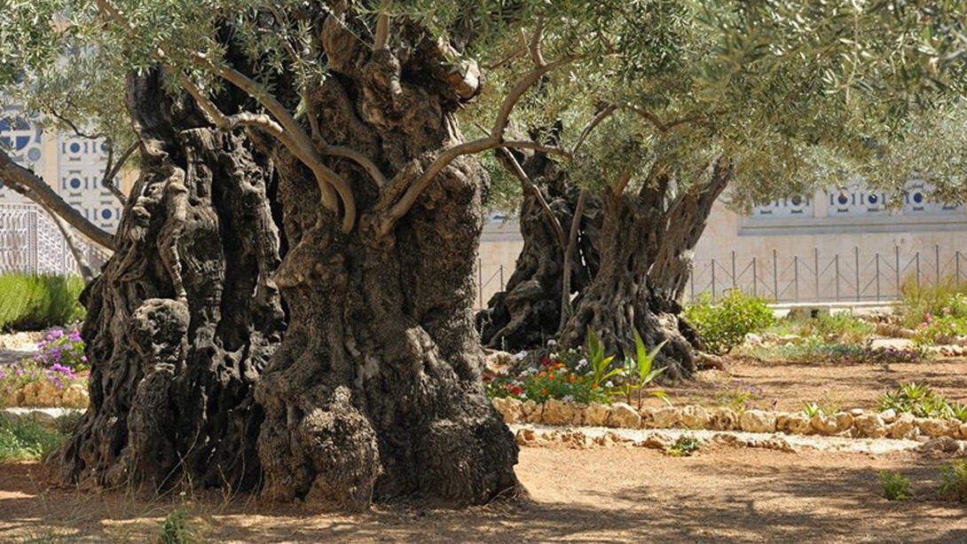 Olivos en Gethsemani, Israel