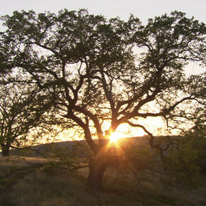 Action: Between Figuration and Abstraction. Courtesy of Centro Andaluz de Arte Contemporáneo