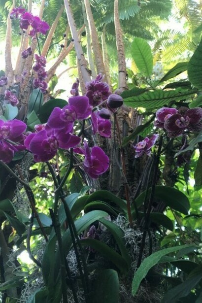 The Orchid Show at the New York Botanical Garden 
