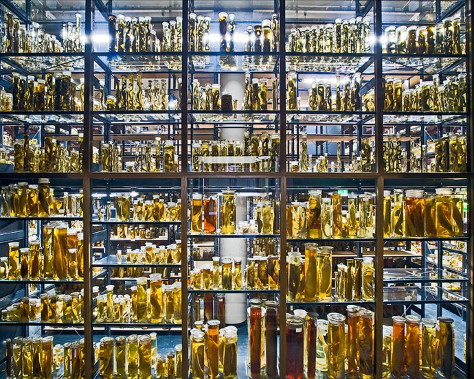 The Wet Collections. Courtesy of Museum für Naturkunde