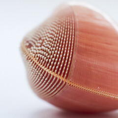 !Hola Caracola! Courtesy of Casa de la Ciencia