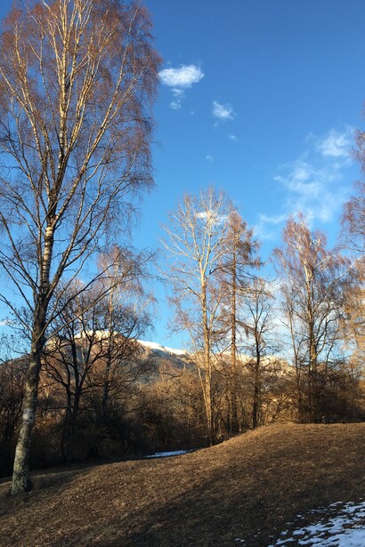 Betulle e larici sul Monte Avena