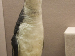Bird Hall. Courtesy of Carnegie Museum of Natural History
