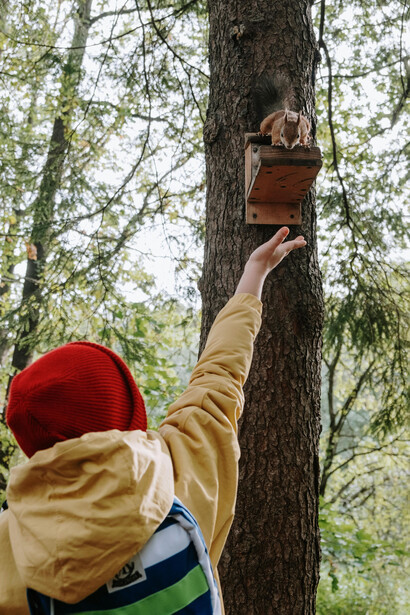 Mientras el Servicio Nacional Forestal y de Fauna Silvestre intenta alertar sobre los riesgos, buena parte de la ciudadanía sigue alimentándolas y protegiéndolas con devoción