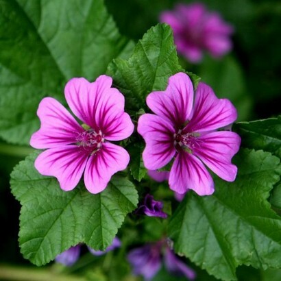 Malva