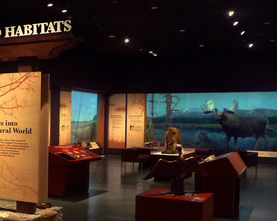 New England Habitats. Courtesy of Museum of Science