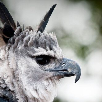 Ralph W. Schreiber Hall of Birds. Courtesy of The Natural History Museum