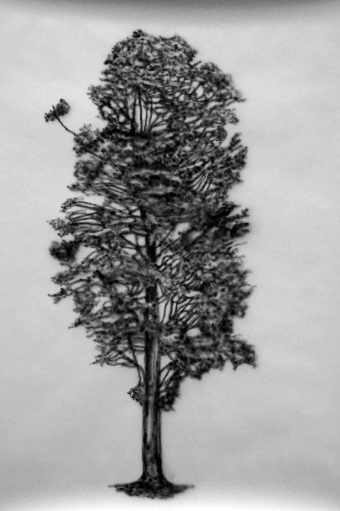 Eamon O’Kane, Tree #7, 2014, Acrylic on paper, 39.4” x 27.6”. Courtesy the Artist and RARE Gallery, New York © 2014 Eamon O’Kane