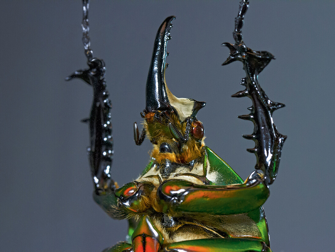 Gary Wormann, Mecynorrhina Secundus