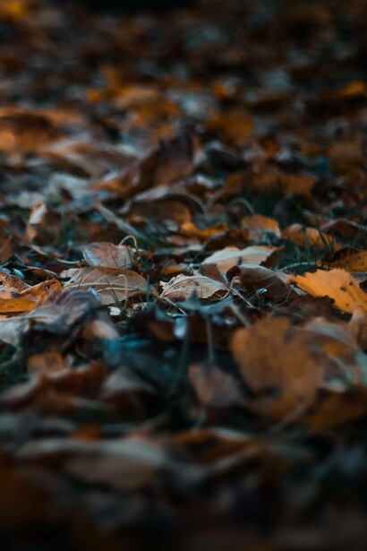 Autumn colours visible on the ground