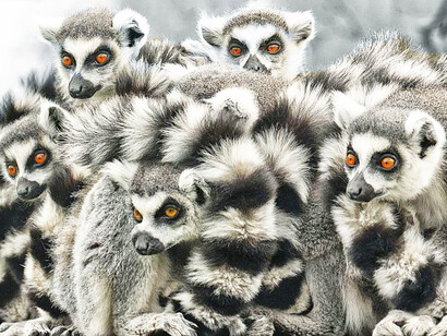 Un terzo dei lemuri in Madagascar sono a rischio di estinzione