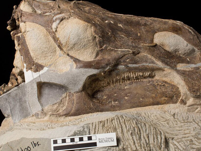 Fossils in Focus. Courtesy of Royal Tyrrell Museum