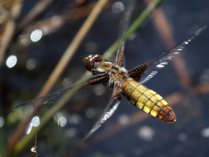 Female Broad-bodied Chaser preparing to spray eggs onto water © Gehan de Silva Wijeyeratne