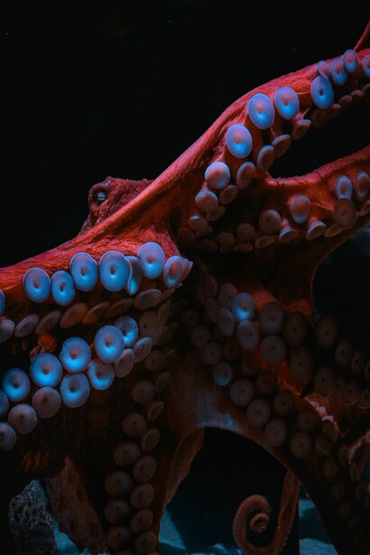 Polpo. Tutte le specie, però, sono in grado di produrre informazioni che possono essere registrate come dati