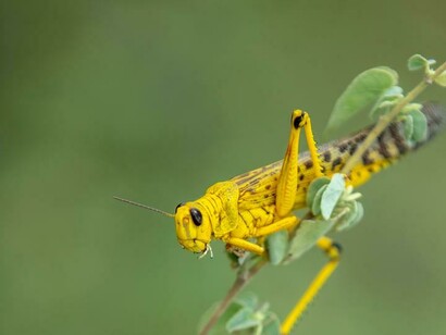 Locusts destroy everything edible in their wake