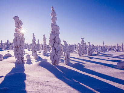 Alberi ghiacciati a Rovaniemi