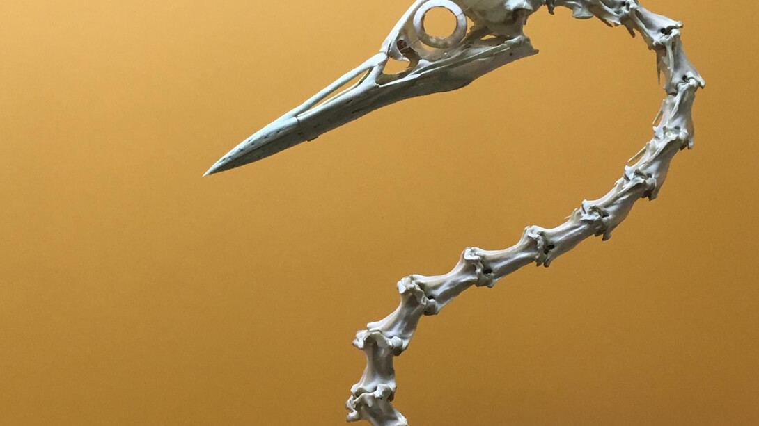 Bone Hall. Courtesy of Smithsonian's National Museum of Natural History