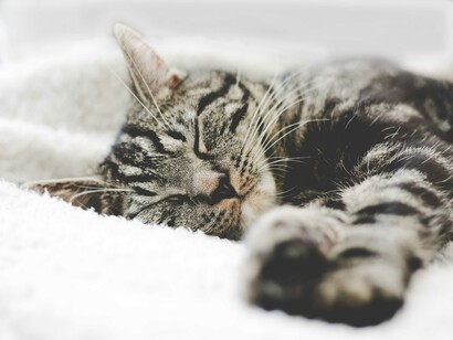 L’accidia è mancanza di cura