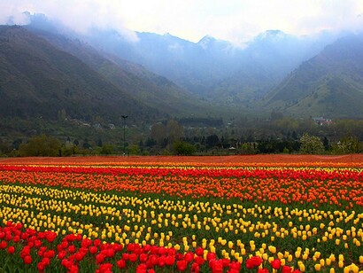 The Srinagar Tulip Garden