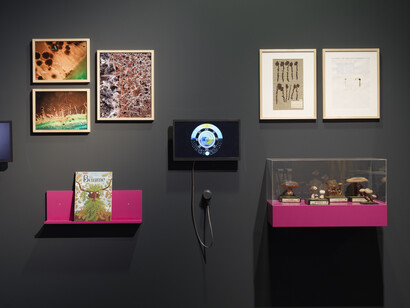 Waldreich. The forest and us! Exhibition view. Courtesy of Schlossmuseum Linz