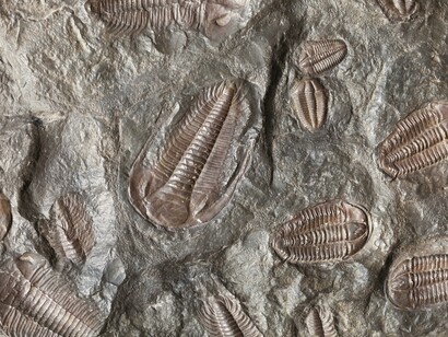 I fossili