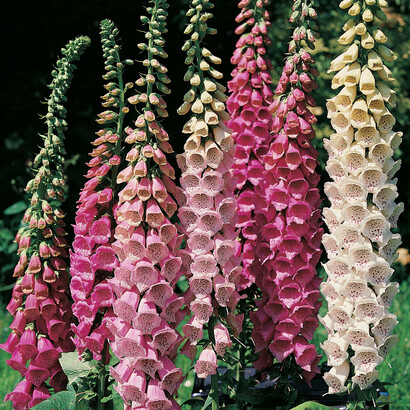 Digitale (digitalis purpurea)