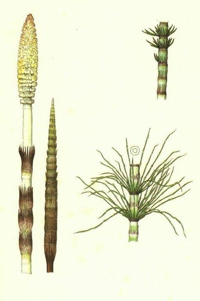 Lanfranco Radi, Equiseto dei campi, 1996 (Hortus celatus. Piante che in qualunque modo vengono per cibo dell’homo, tav. I)  
