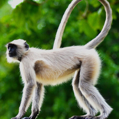 monkeus kept themselves as much as possible in an upright position to better identify the enemy