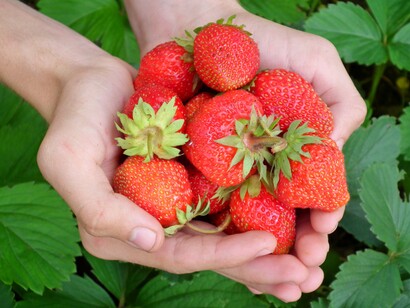 Wild foods harvesting is one of the many ways by which people are confronting the current economic downturn