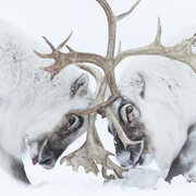 © Stefano Unterthiner, Wildlife Photographer of the Year