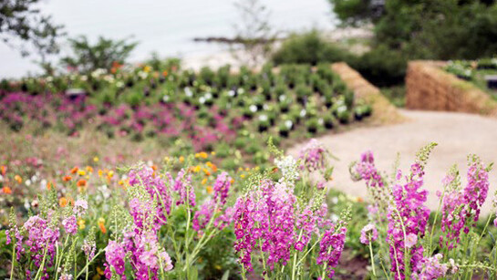 The Garden. The Future. Courtesy of ARoS 