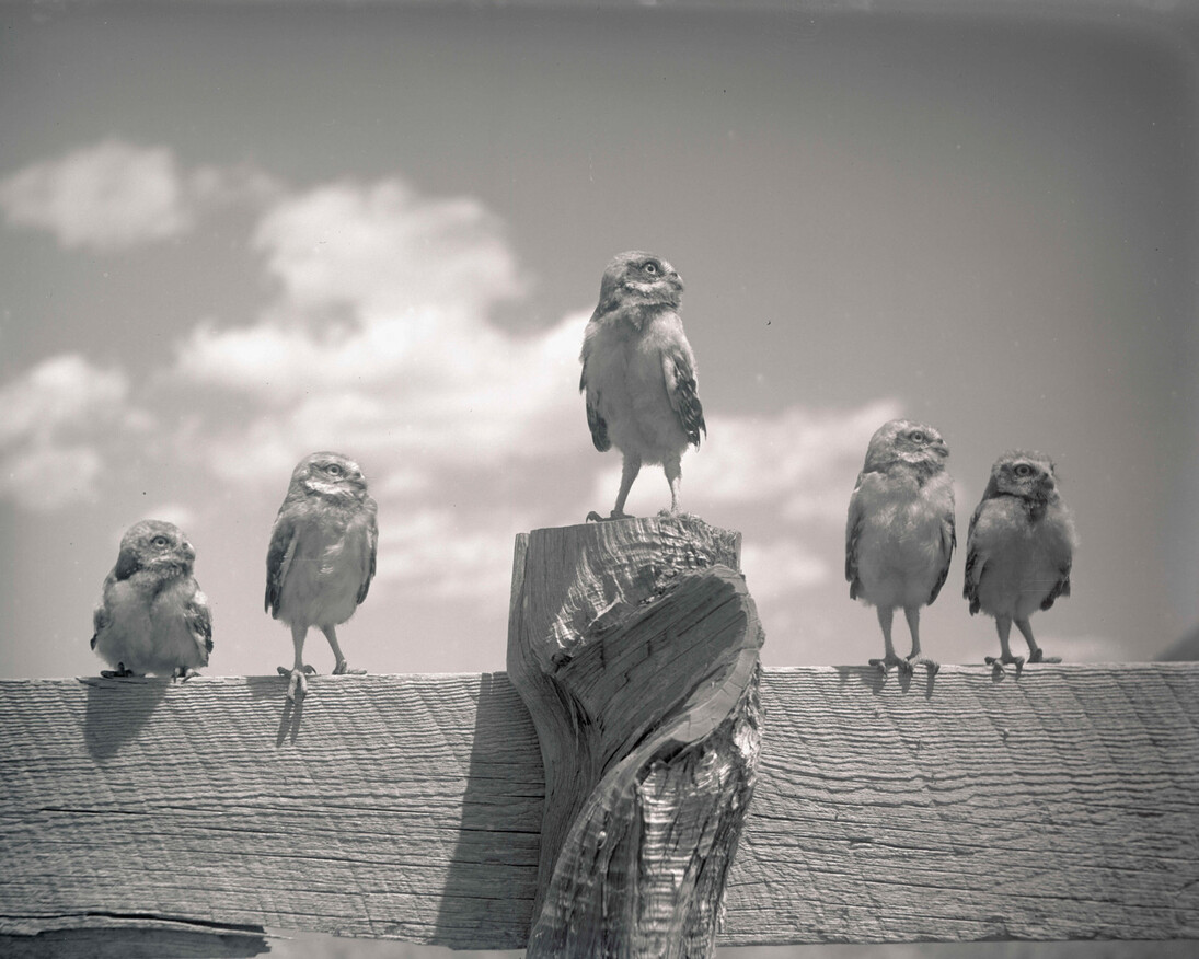 Catching Birds with a Camera. Courtesy of Oregon Historical Society