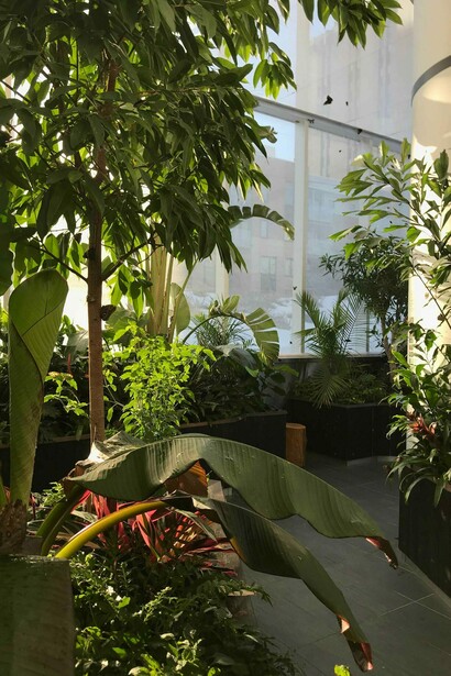Butterflies in flight, exhibition view. Courtesy of the Canadian Museum of Nature