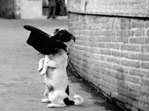 Il cane Flaik un Jack Russell Terrier, un animale molto intelligente, energico, socievole, di buon carattere