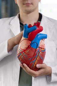 Male doctor holding a model of a human heart