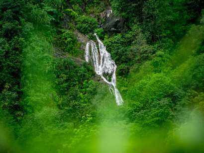 Rainforest