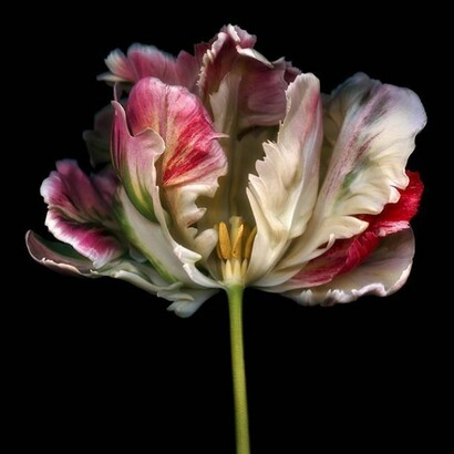 Allan Forsyth, Wild Heart, 2012, C-Type print, Diasec, Edition of 25, 100 x 100 cm, © Allan Forsyth. Courtesy the artist