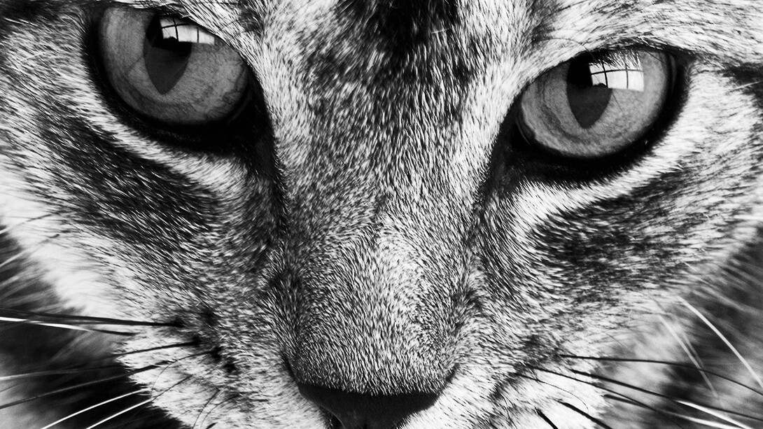 El gato. Testigo discreto de una muerte por desamor.
