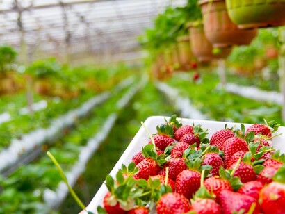 La fresa, un producto típico y exquisito de primavera