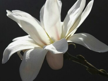 Nadia Muscialini ha scelto fin da subito di occuparsi della psiche, spinta dall’interesse per la salute mentale e dal fermento culturale dell’epoca