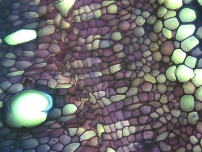 Cellule vegetali al microscopio