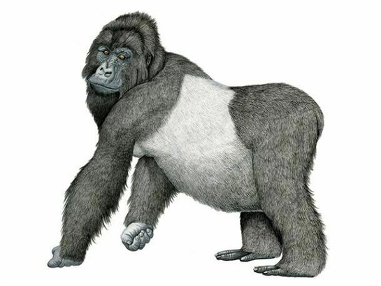 Carles Puche Rius, Barcelona, Campins, Spain, Western Gorilla (Gorilla gorilla), Watercolor on paper, 2000, 14.25 x 14.25 in (36.1 x 36.1 cm)