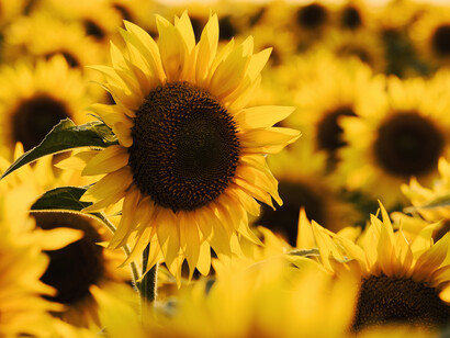 Acercamiento a unas flores de girasol. Recoge todos los pensamientos negativos que tienes en la cabeza sobre ti