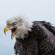 Richard Heller Gallery