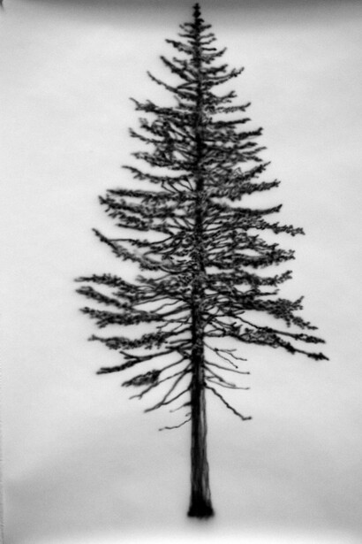 Eamon O’Kane, Tree #10, 2014, Acrylic on paper, 39.4” x 27.6”. Courtesy the Artist and RARE Gallery, New York © 2014 Eamon O’Kane