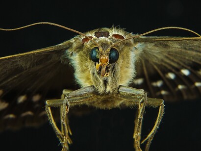 L’inganno viene perpetrato da una infinità di animali
