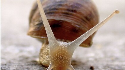 Elogio della lentezza