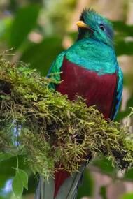 Quetzal (Pharomachrus Moccino), ph. Danny Breg

