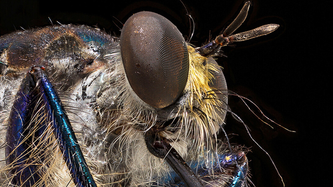 Fliegen, Mücken und Flöhe. Courtesy of Museum für Naturkunde