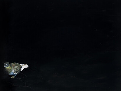 Lonely Pigeon, by Nathan Eastwood, Photo courtesy by Ollie Harrop